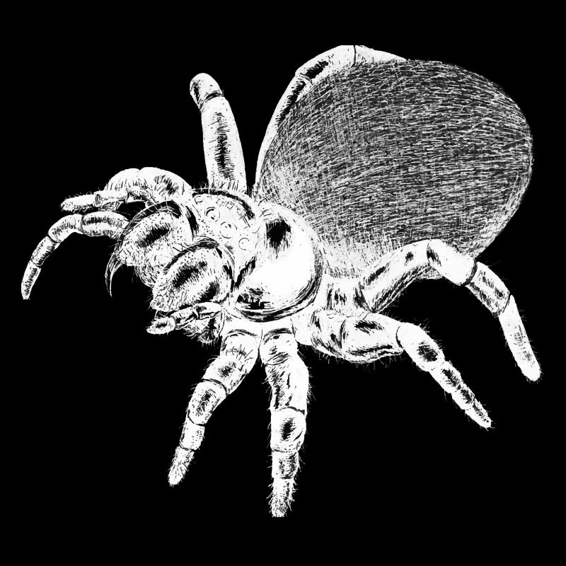 Spinne - Insekt