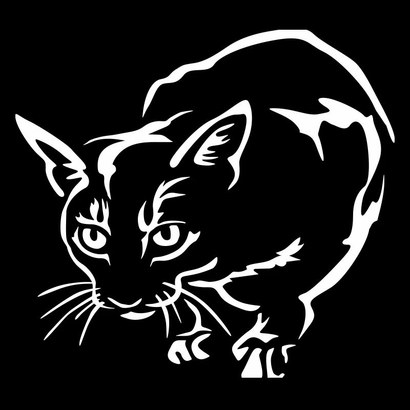 Chat Abyssiner « Édition Noire »