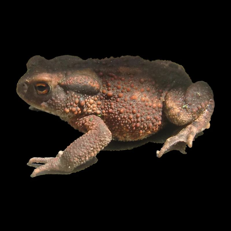 toad