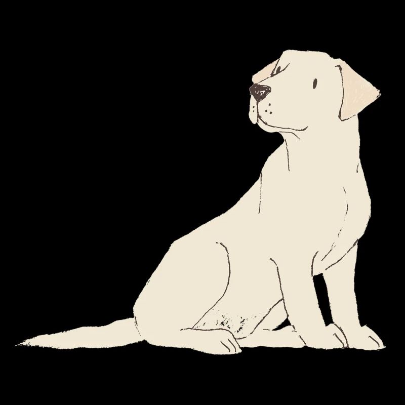 Labrador cream
