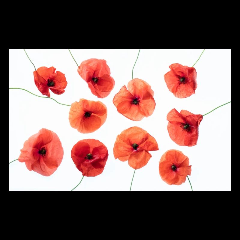 POPPY Red White