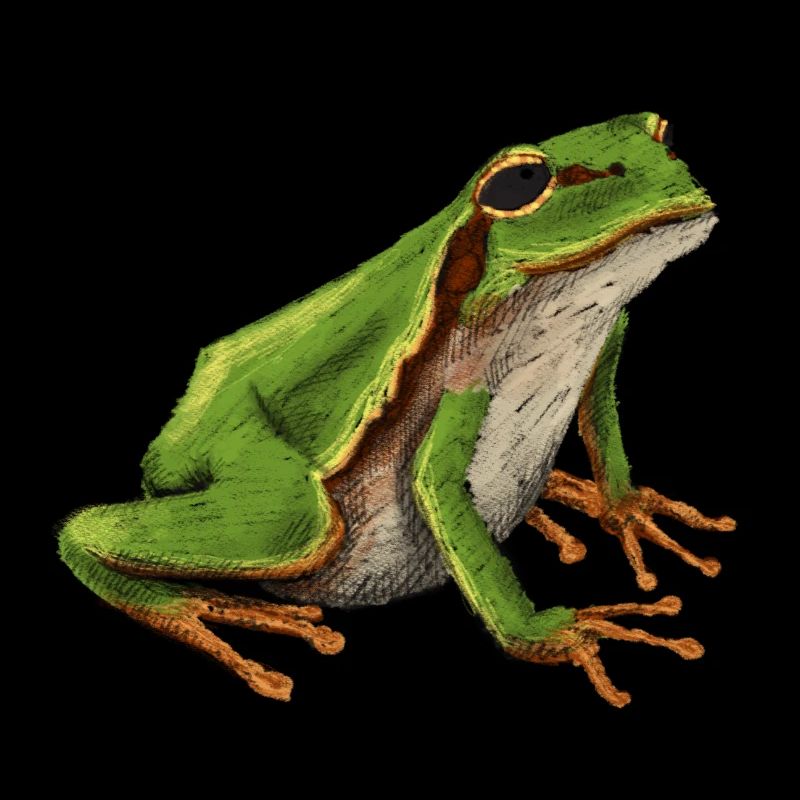 Little tree frog