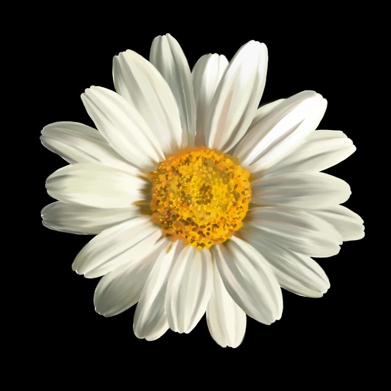 chamomile