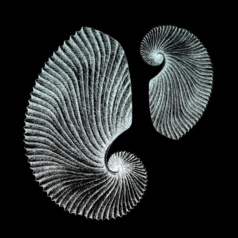 Minimalist spiral marine patterns