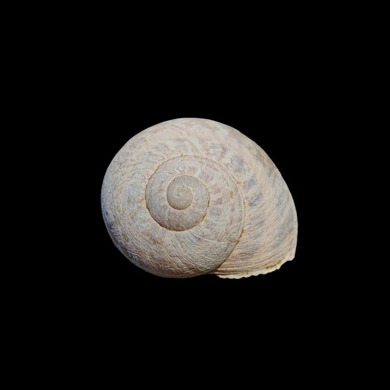 Escargot