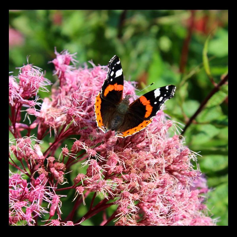 Schmetterlinge