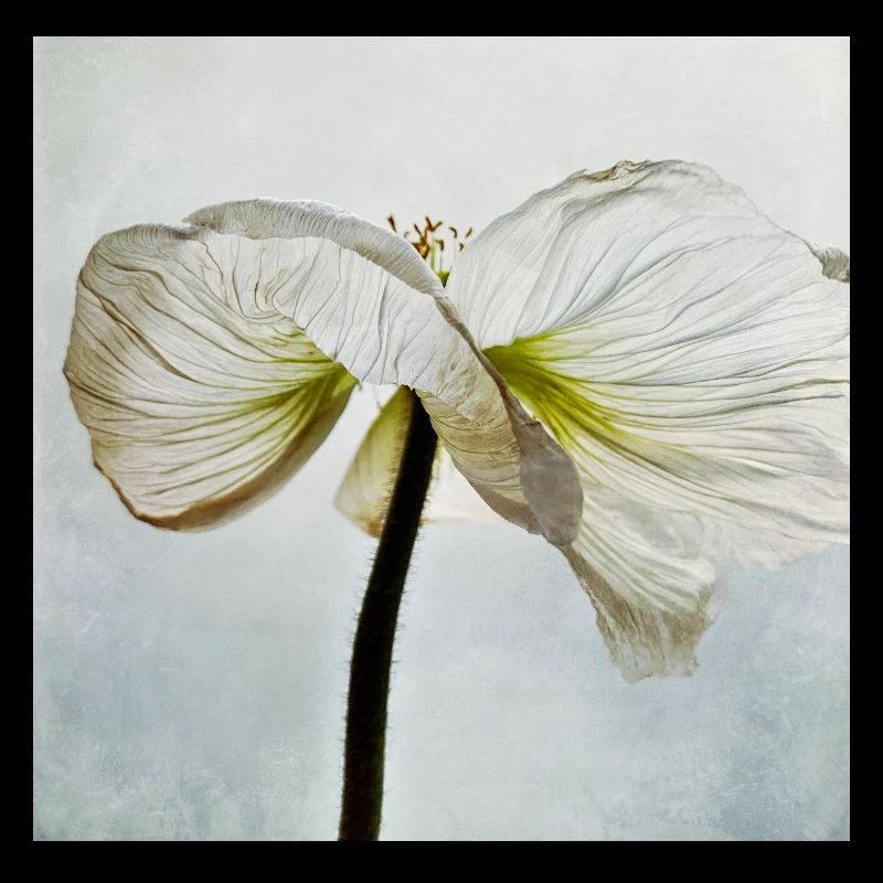 Weiße Mohnblüte