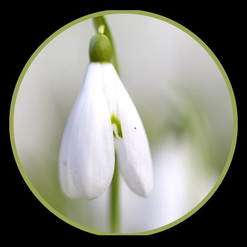 Perce-neige fleur blanche Fleur blanche Éclosion précoce
