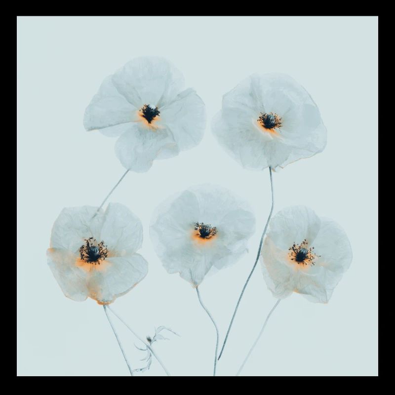 Mohn Blumen Blau Orange