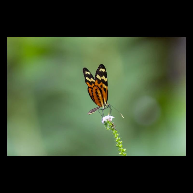 butterfly