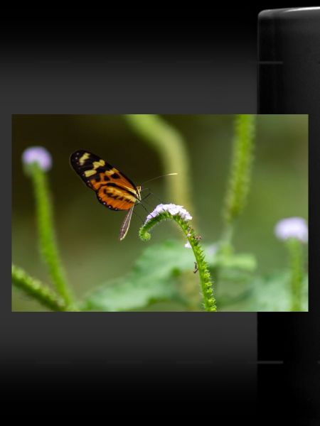 butterfly