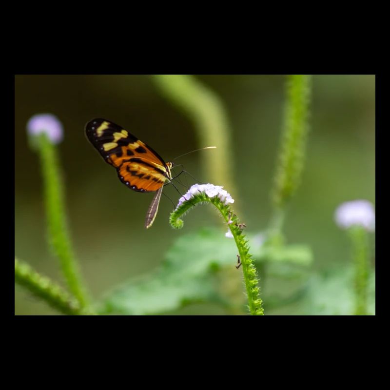 Schmetterling