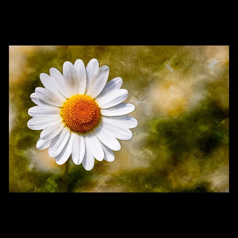 Marguerite