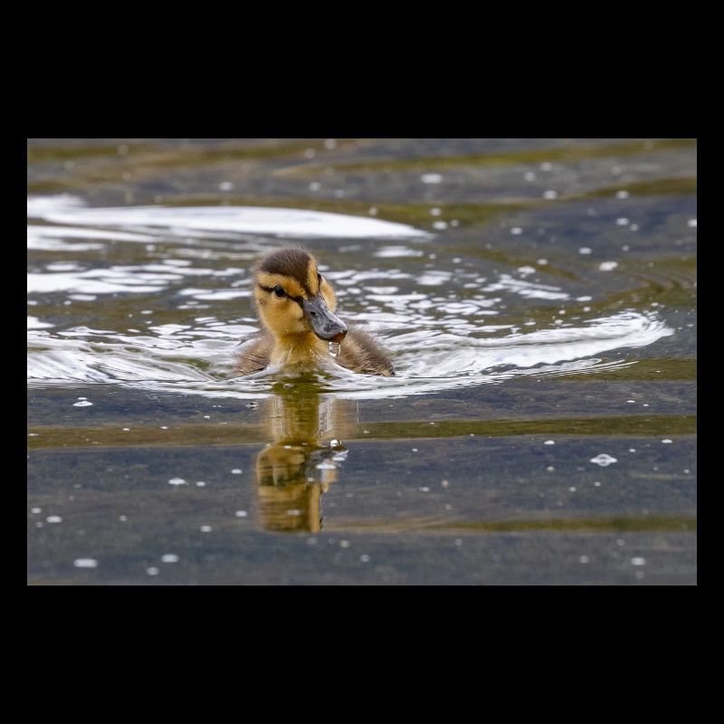 Duckling