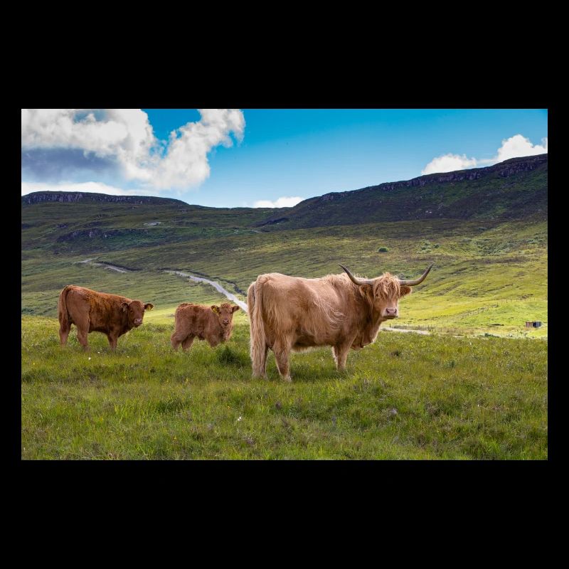 Scottish Highland cattle