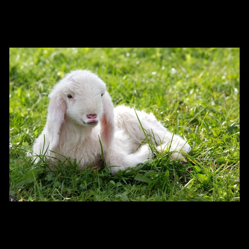 Lamb with a kiss