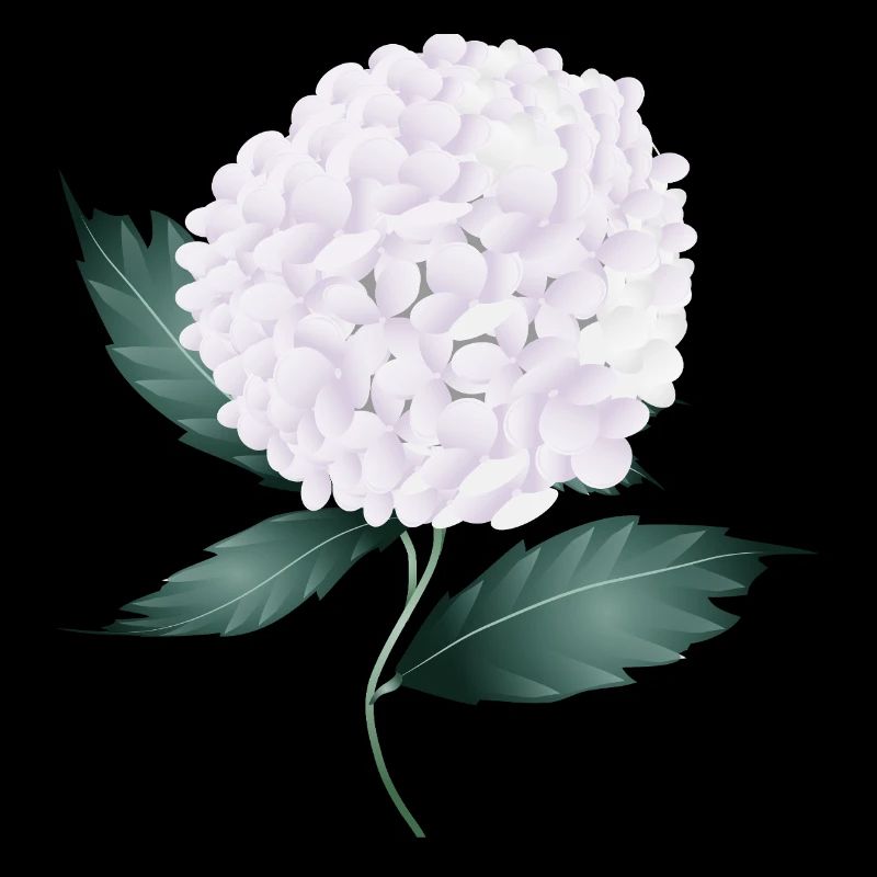 White hydrangea blossom – elegance and lightness