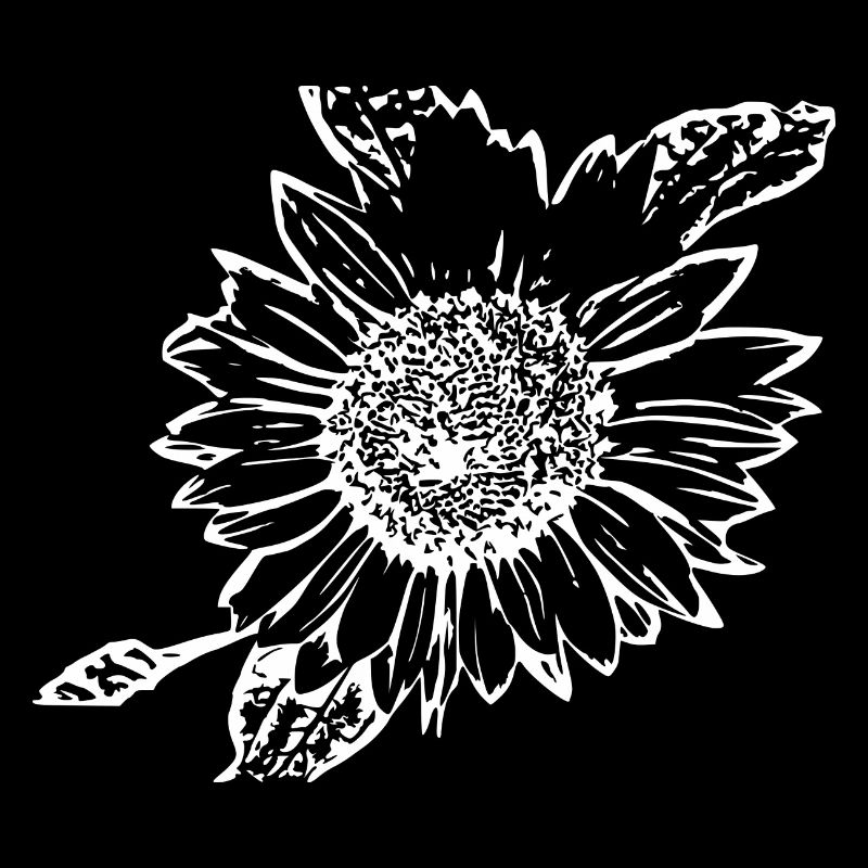 Tournesol blanc