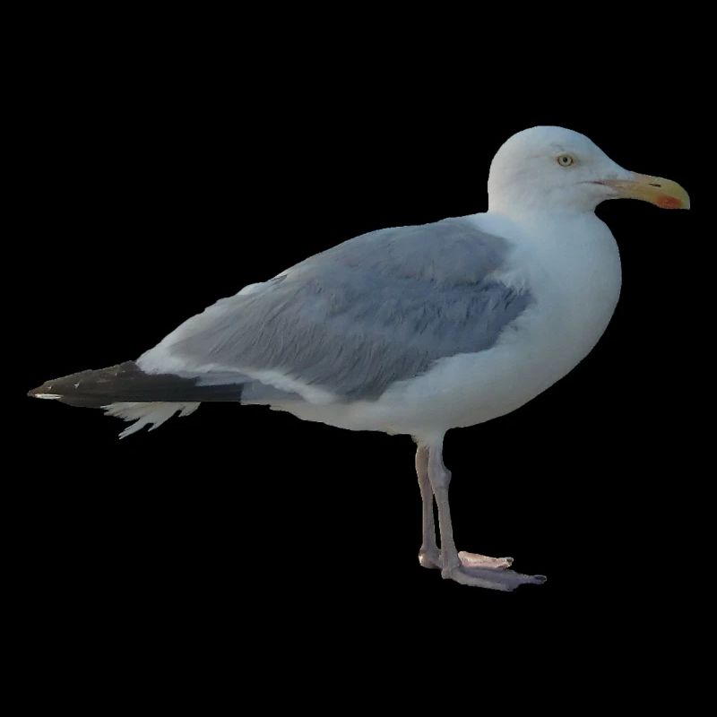 Mouette