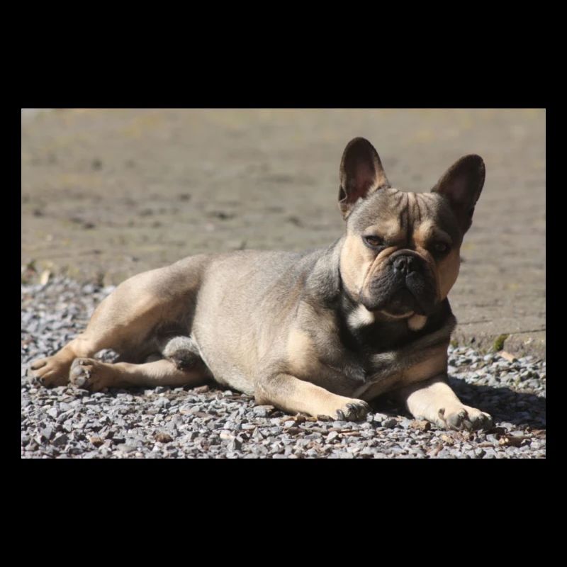 französische Bulldogge Devil kleiner Molosser