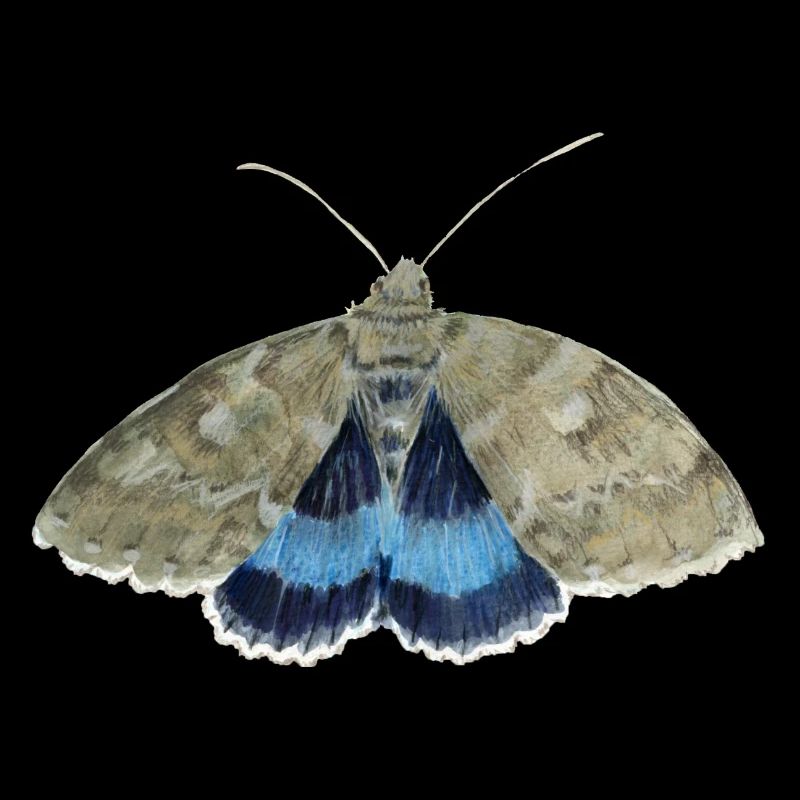 Blue underwing
