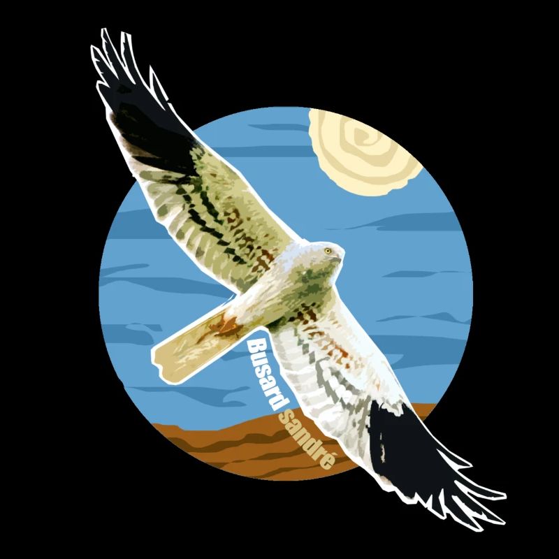 Oiseau Busard cendré Rapace Espèce protégée