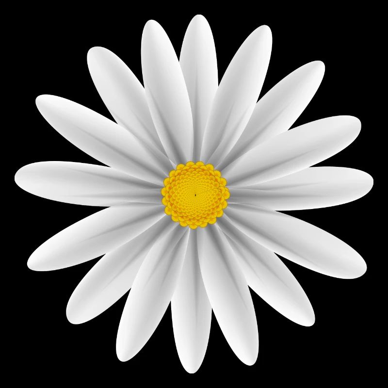 Daisy blanc vers le bas