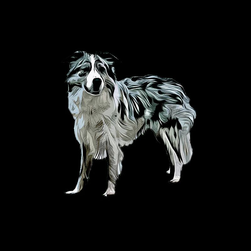Border Collie Black Merle