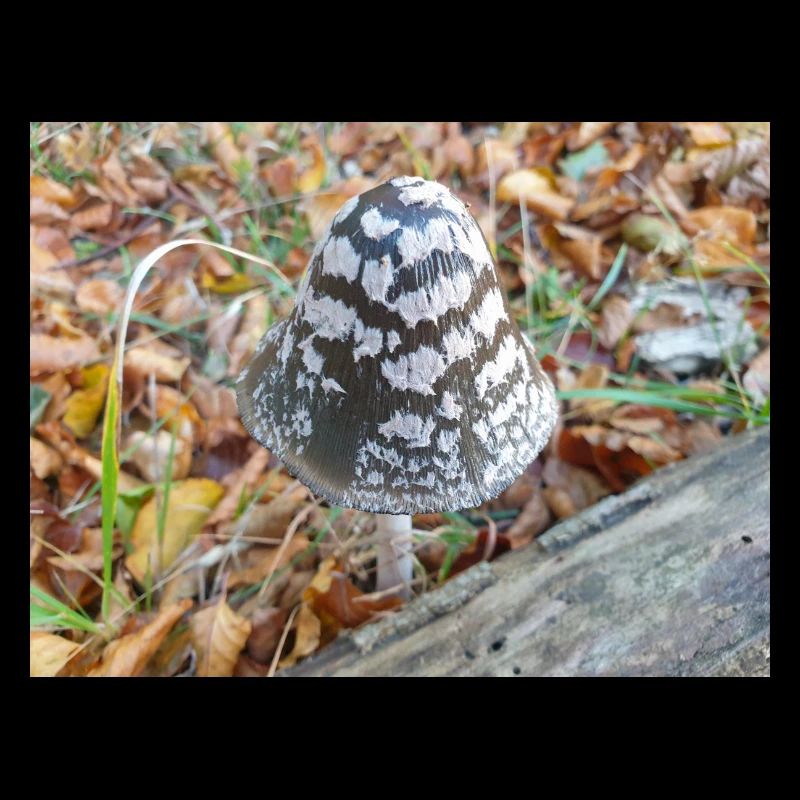 Elster Pilz auch Elster Tintenkappe