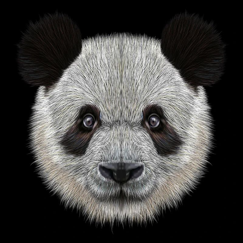 Panda Bear! Doux!