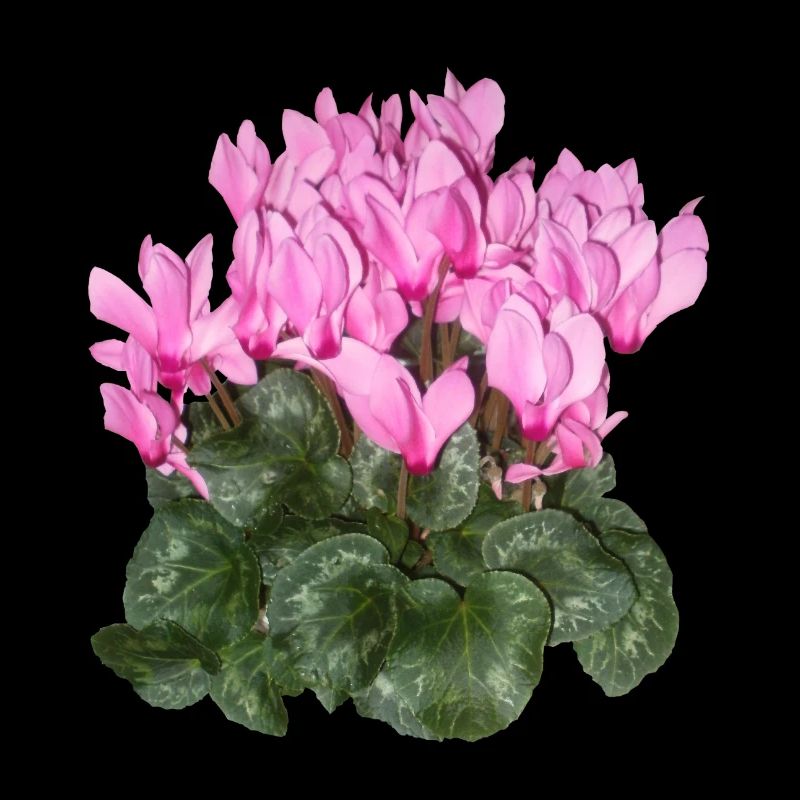 Alpenveilchen Blume