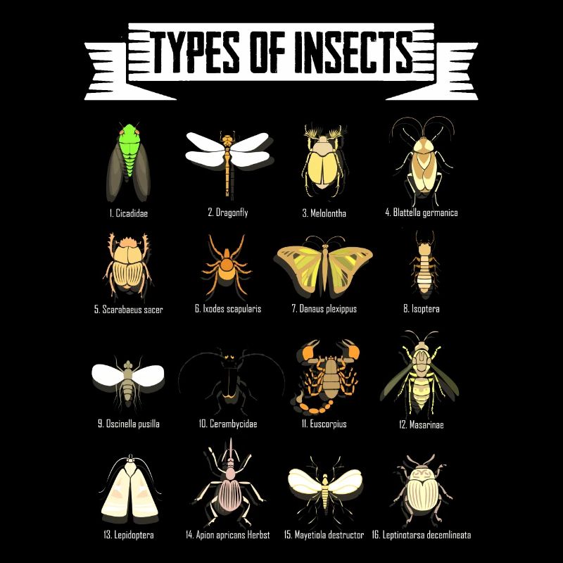 Enfants types d’insectes science sort