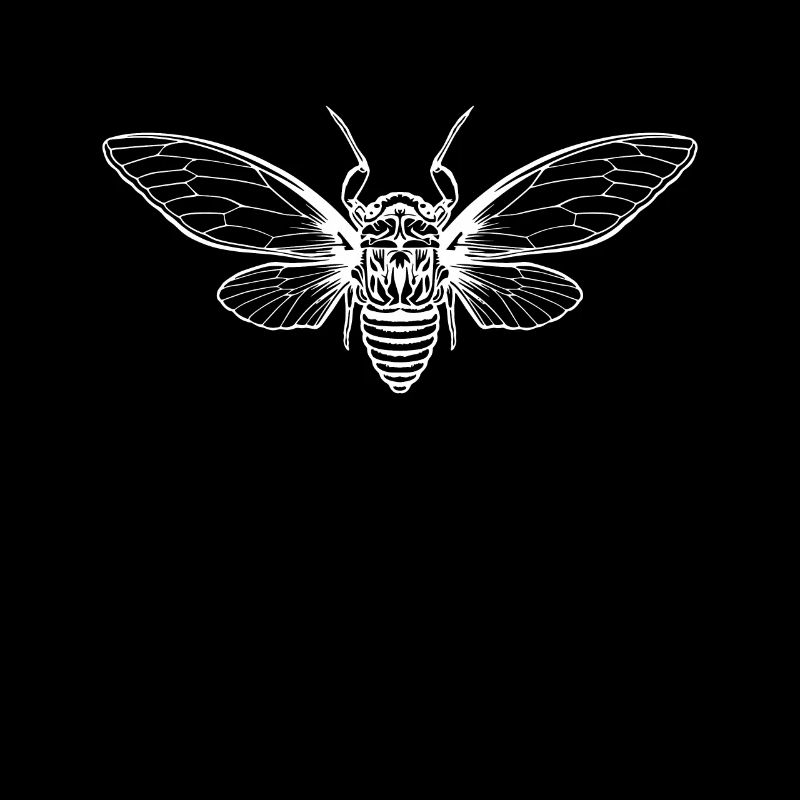 Cigale Cigale Brut Insecte