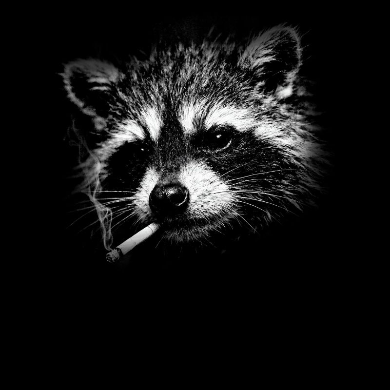 Smoking, cigarette, raccoon smoking a cigarette