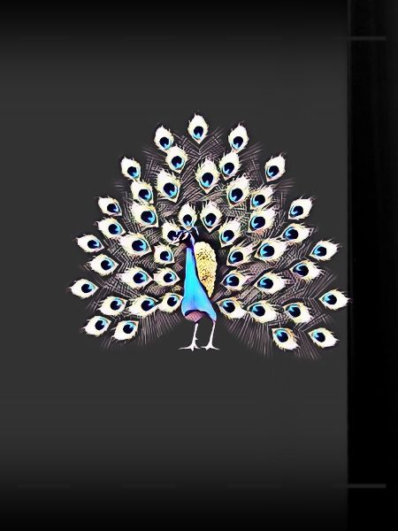 peacock