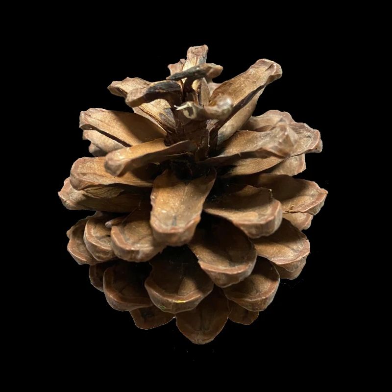 pomme de pin