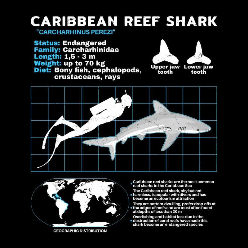 Fiche technique du requin de récif des Caraïbes