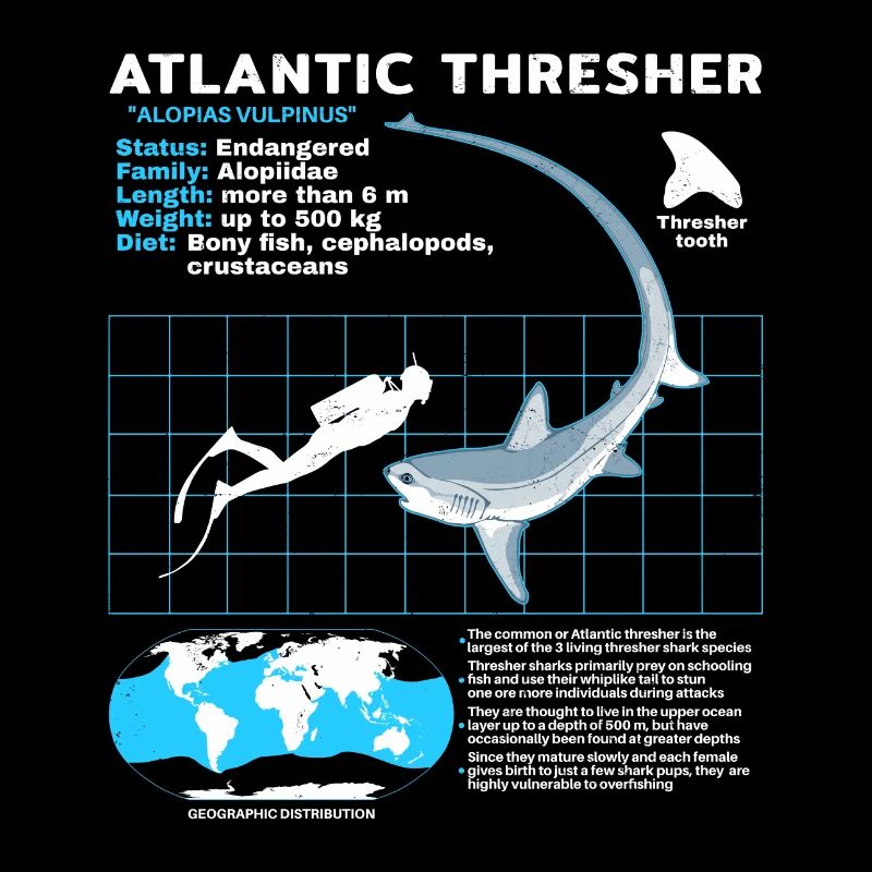 Fiche technique du requin-renard