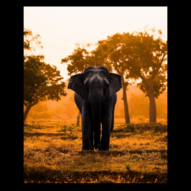 elephant-tree-sunset-sunrise
