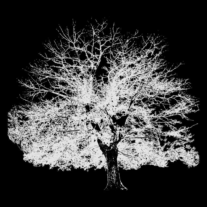 Arbre d’hiver blanc