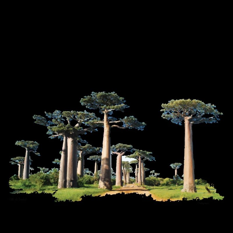 Baobab