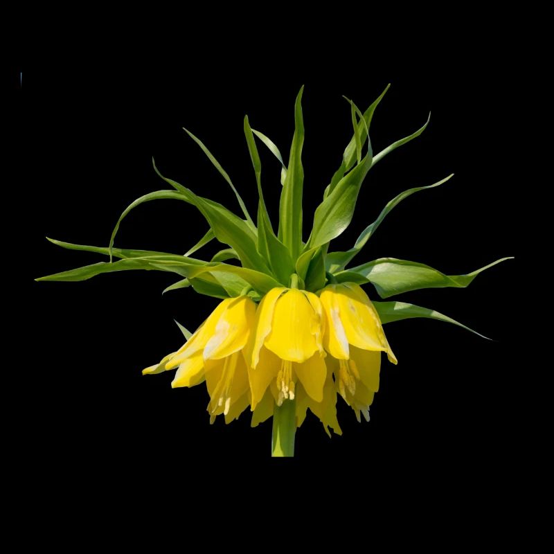 Couronne impériale Fleur de printemps Plante de lys Flore