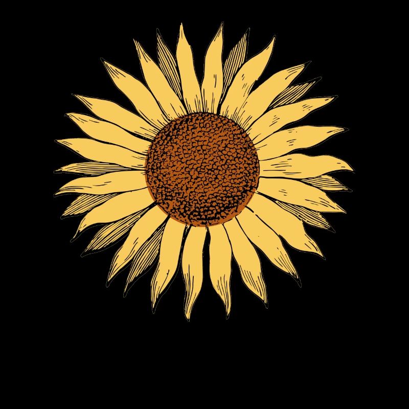 Sonnenblume