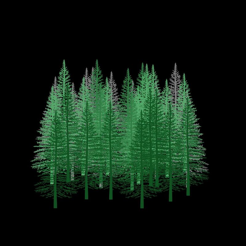 Forêt Nature Randonnée Forester Nature Conservation Sapin