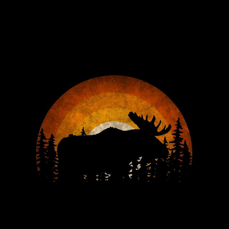 Moose and a sunset