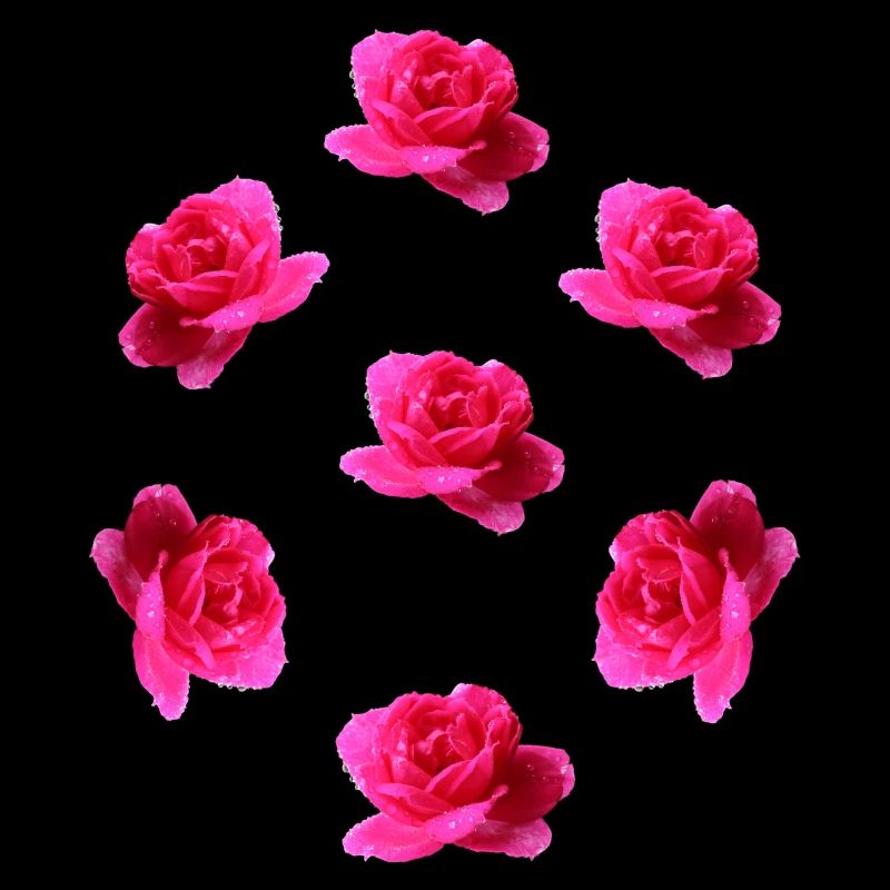 pink roses