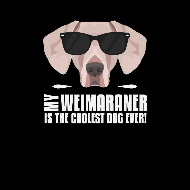Mon Weimaraner est le plus cool