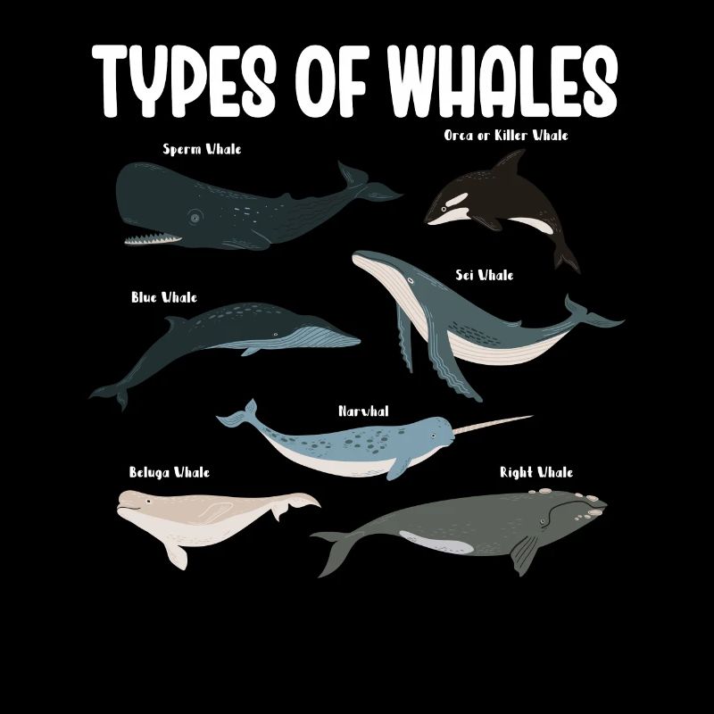 Types de baleines Whale Lovers Whales Espèces de baleines