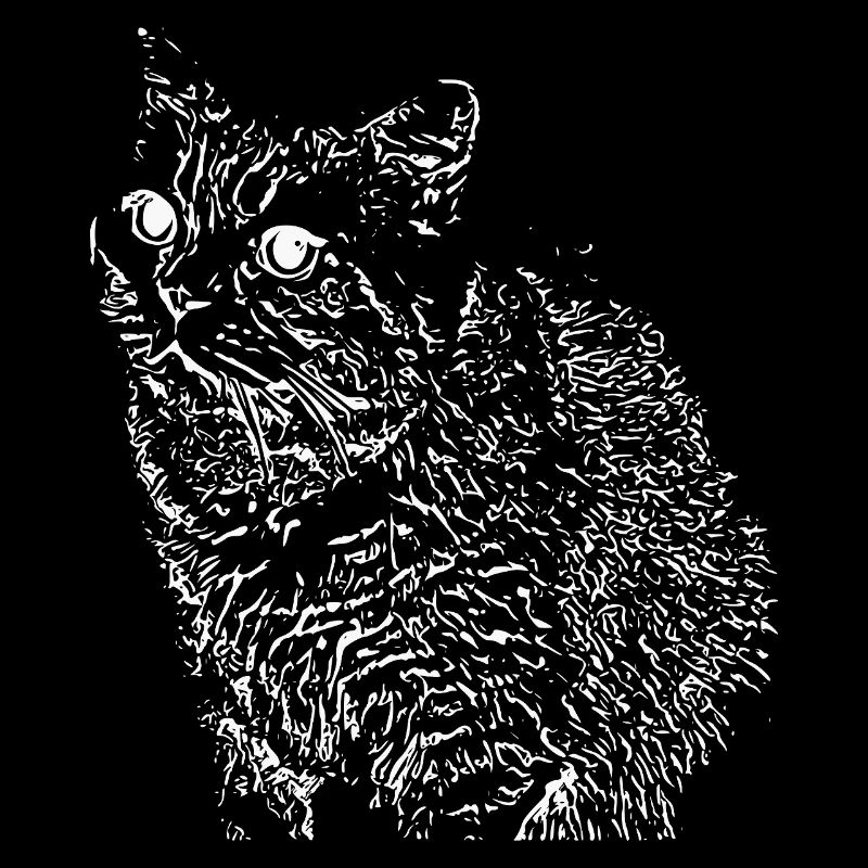 British Shorthair Chat Blanc Chat Chat Blanc Chaton