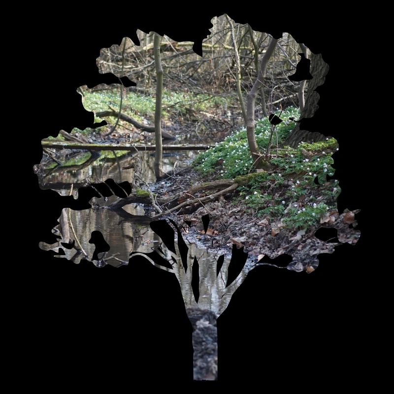 forêt